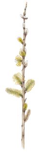 Pussy willow catkins Goat Willow Salix caprea