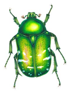 Rose Chafer Cetonia aurata – SOLD –