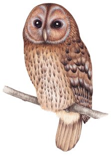 Tawny owl Strix aluco sat on a branch – SOLD –