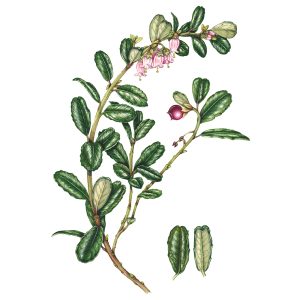 Cannock chase berry Vaccinium x inermedium