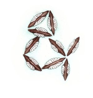 Eggs of Anopheles Malaria mosquito