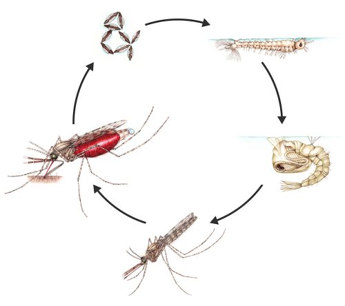 Parts of a Mosquito | Mosquito life cycle, Life cycles, Interesting science  facts