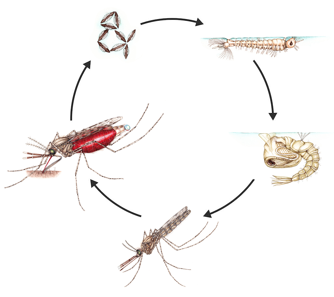 Doodle Of Mosquito Life Cycle Diagram Stock Illustration - Download Image  Now - Mosquito, Diagram, Adult - iStock