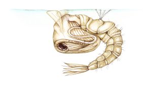 Pupa of Anopheles mosquito