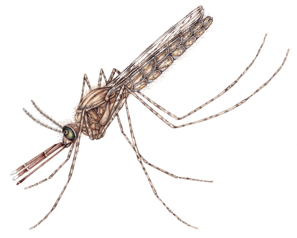 Drawing of a Huffy Mosquito » Зумипик