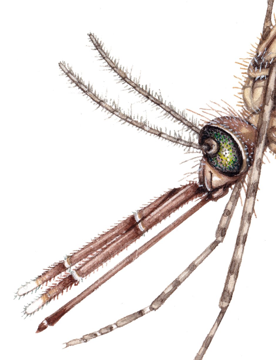 African Malaria Mosquito Unfed Female Anopheles Gambiae Head Lizzie Harper