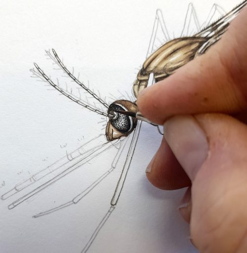 how to Draw A Mosquito step by step, Drawing a Mosquito 🦟🦟 - YouTube