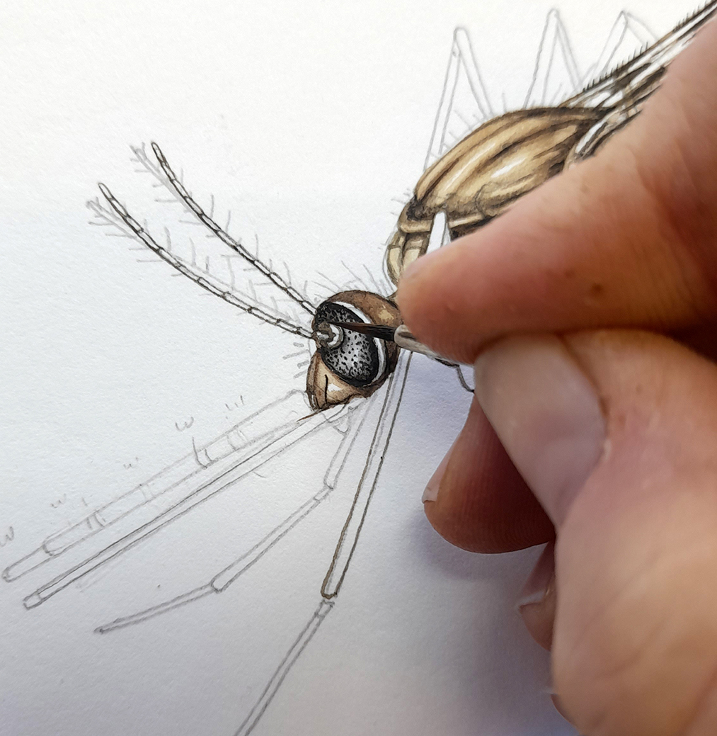 Female mosquito