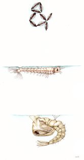 Anopheles mosquito eggs larva and pupa