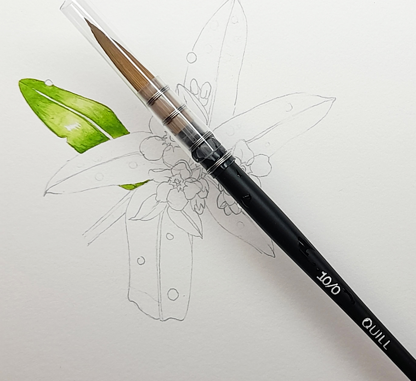 Jackson S 777 Quill 10 1 unused Lizzie Harper