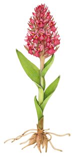Early Marsh Orchid Dactylorhiza incarnata ssp coccinea – SOLD –