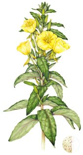 Evening primrose Oenothera biennis