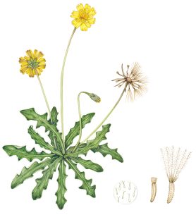Lesser Hawkbit Leontodon saxatilis