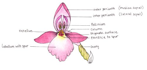 orchid diagram