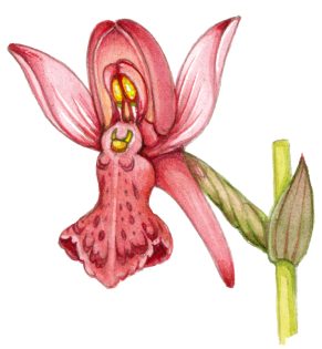 Dactylorhiza incarnata ssp coccinea Orchid flower of Early marsh orchid – SOLD –