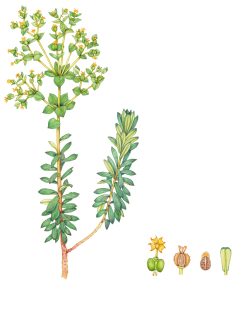 Portland spurge Euphorbia portlandica