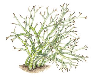 Reindeer lichen Cladonia rangiformis