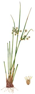 Round-headed Club-rush Scirpoides holoschoenus