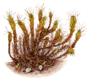 Dry specimen of Sand hill Screwmoss Syntrichia ruraliformis ruraliformis