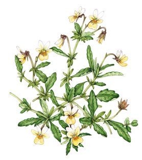 Sand pansy Viola tricolor ssp. curtisii – SOLD –