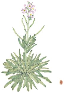 Sea stock Matthiola sinuata