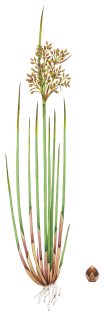 Sharp rush Juncus acutus