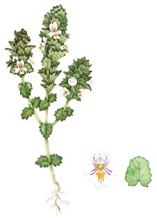 Western eyebright Euphrasia tetraquetra