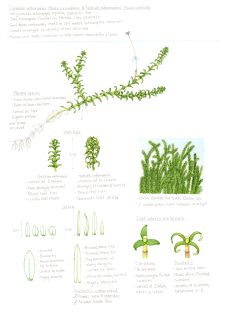 Canadian Waterweed Elodea canadensis Nuttalls waterweed Elodea nuttalli comparison