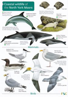 Coastal Wildlife of the North York Moors