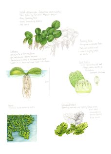 Eared watermoss Salvinia auriculata sketchbook study – SOLD –