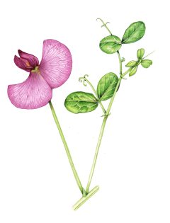Everlasting sweet pea Lathyrus latifolius