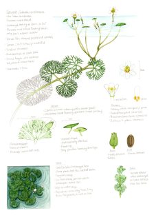 Fanwort Cabomba caroliniana sketchbook study