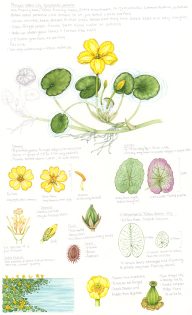 Fringed Water lily Nymphoides peltata