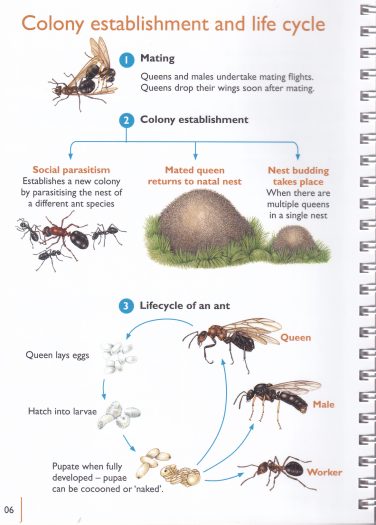 Guide to the wood
