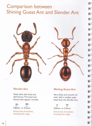Guide to the wood