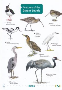 Gwent Levels Wildlife