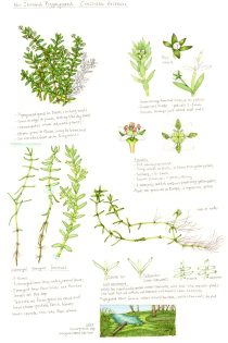 New Zealand pigmyweed Crassula helmsii