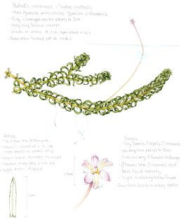 Nuttall’s waterweed Elodea nuttallii sketchbook study