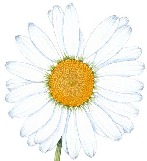 Wildflower families: Asteraceae
