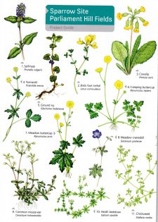 Parliament Hill Fields Guide