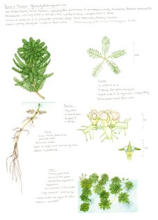 Parrot’s feather Myriophyllium aquaticum sketchbook study