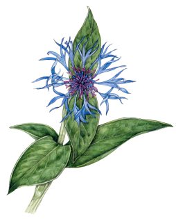 Perennial Cornflower Centaurea montana