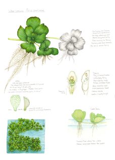 Water Lettuce Pistia stratiotes sketchbook study