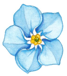 Single flower of field forget me not Myosotis arvensis