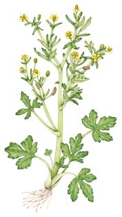 Celery-leaved buttercup Ranunculus sceleratus