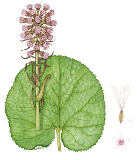 Common butter-bur Petasites hybridus