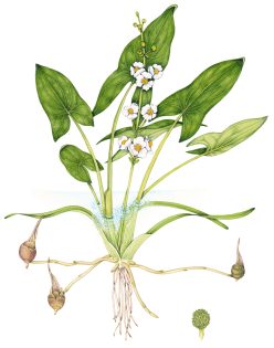 Duck-potato Sagittaria latifolia – SOLD –