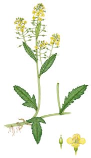 Great yellow-cress Rorippa amphibia