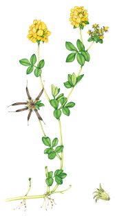 Greater Bird’s-foot trefoil Lotus pendunculatus  -SOLD-