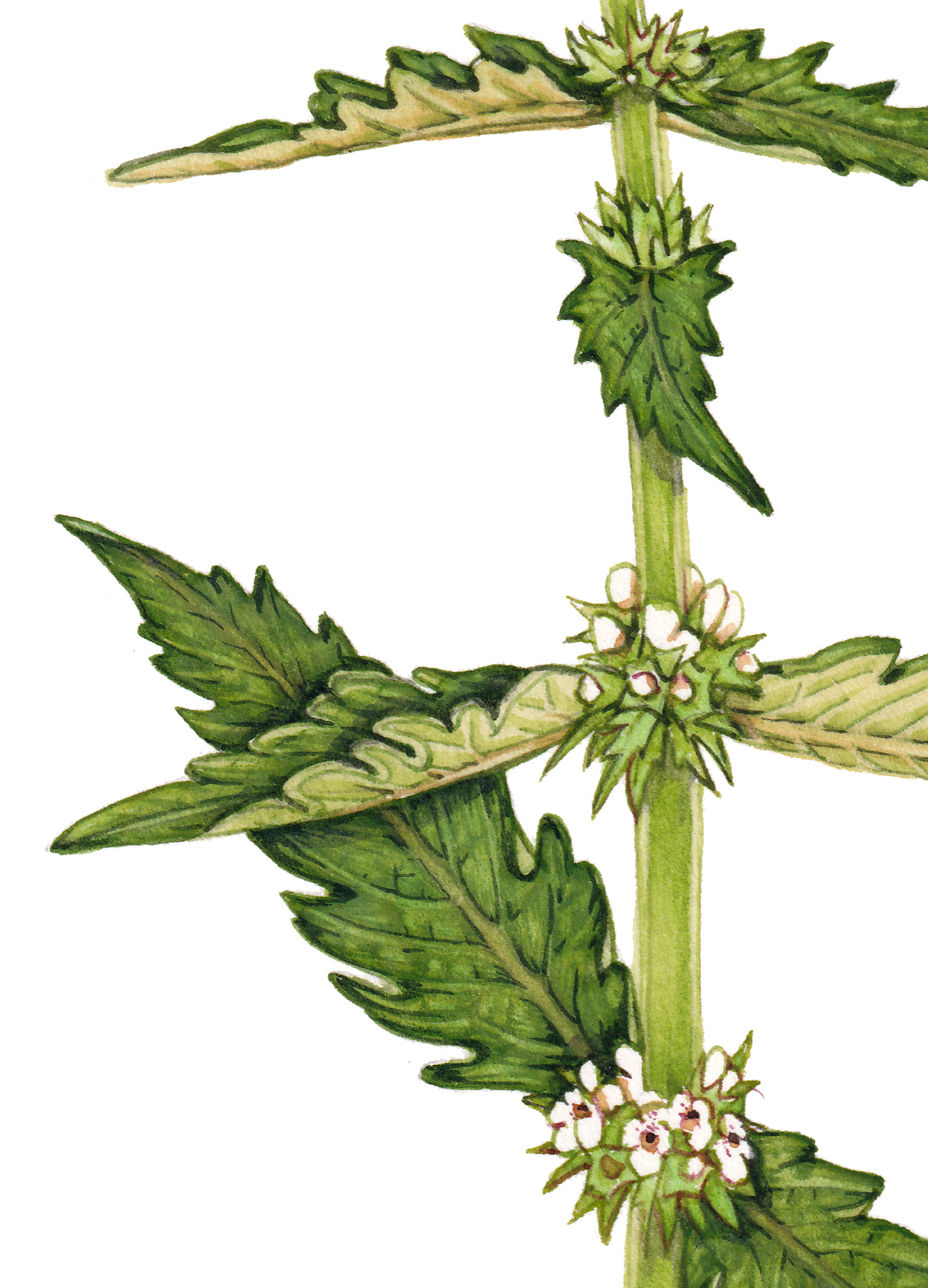 gypsywort